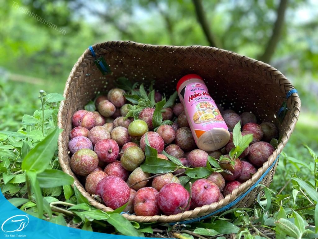 Tour hái mận Mộc Châu cùng Thế Sinh Tourism