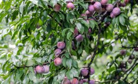 tour du lich moc chau son la the sinh tourism the sinh tourist sinh cafe travel 088 20240524 145313