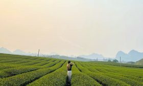 tour du lich moc chau son la the sinh tourism the sinh tourist sinh cafe travel 090 20240524 145314