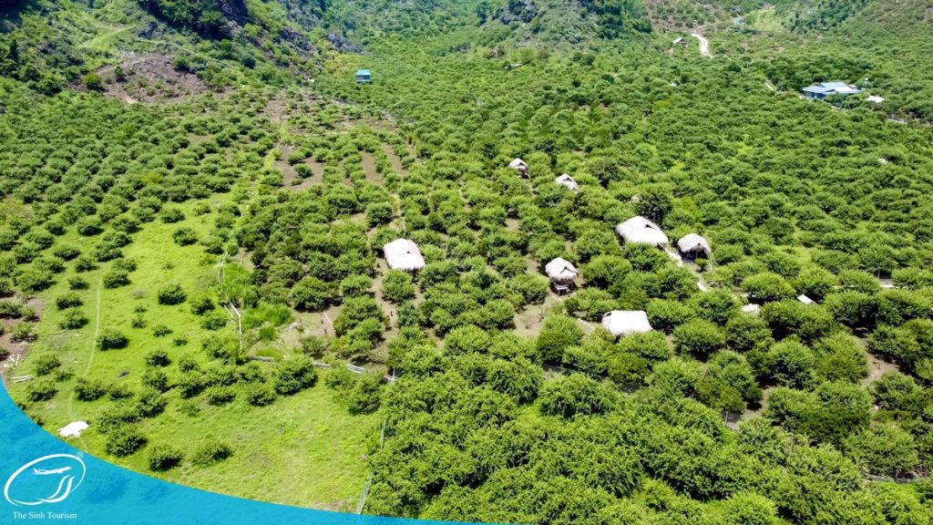 Tour hái mận Mộc Châu cùng Thế Sinh Tourism