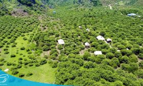 Tour hái mận Mộc Châu cùng Thế Sinh Tourism