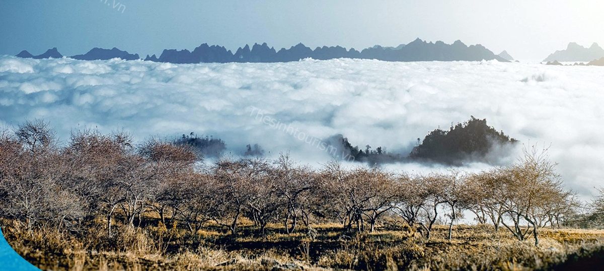 Có Nên Đi Du Lịch Mộc Châu Vào Mùa Đông ? 1 Đặt tour du lịch Mộc Châu với Thế Sinh Tourism