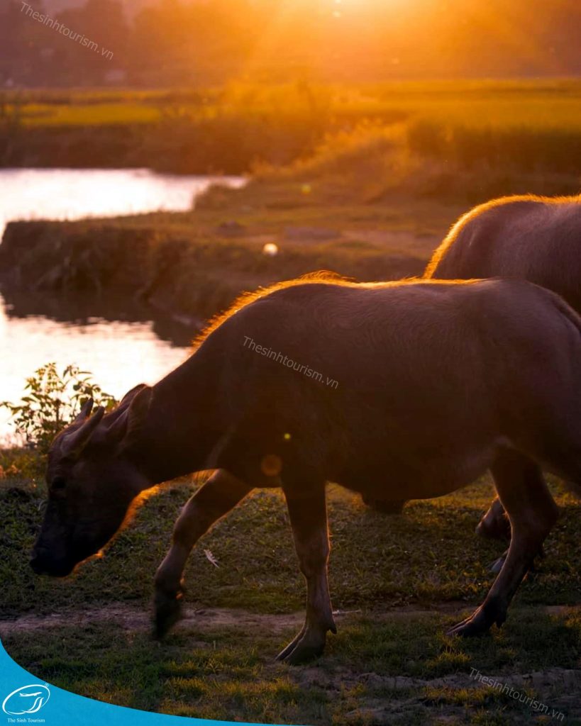 tour du lich cao bang the sinh tourism the sinh tourist sinh cafe travel 034 20240808