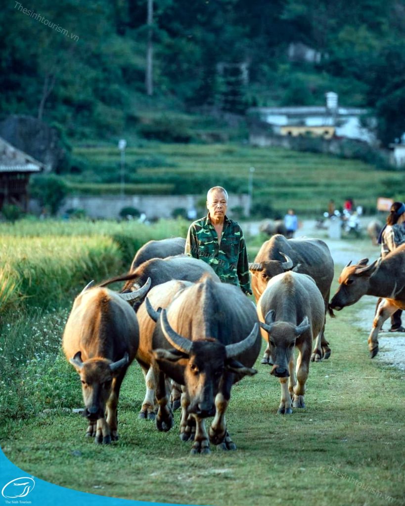 tour du lich cao bang the sinh tourism the sinh tourist sinh cafe travel 041 20240808