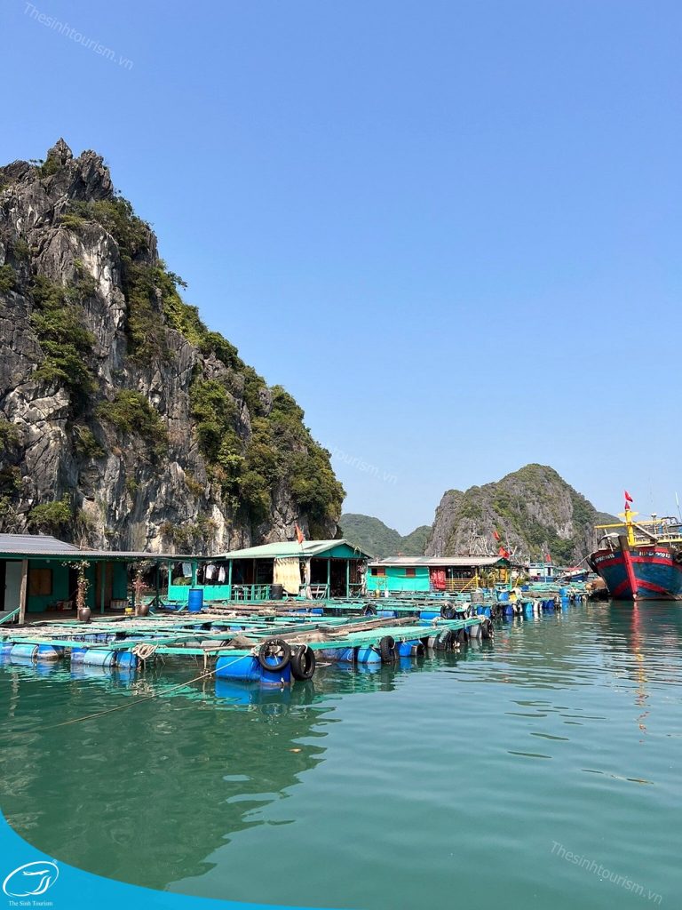 Thế Sinh Tourism – Đơn Vị Tổ Chức Tour Đảo Cát Bà Uy Tín Và Chất Lượng 11 tour du lich cat ba du lich dao cat ba vinh lan ha the sinh tourist sinh cafe travel caption 4 20240919 103700