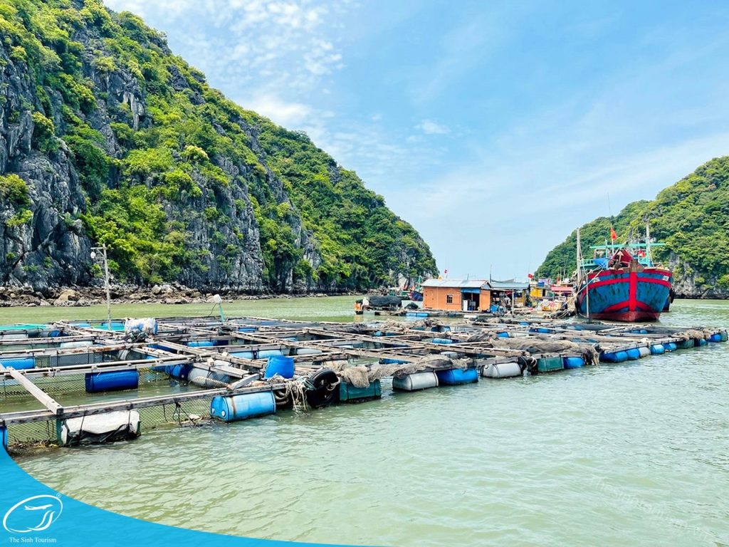 Du lịch Cát Bà - Thiên đường đảo ngọc giữa Vịnh Bắc Bộ 9 Cát Bà có gì đẹp ? Cùng Thế Sinh Tourist du lịch Cát Bà