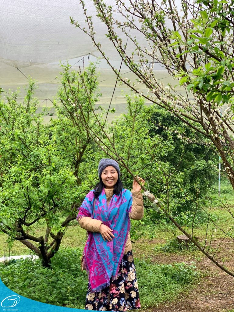 du lich the sinh the sinh tourist du lich moc chau tour moc chau 001 20241022