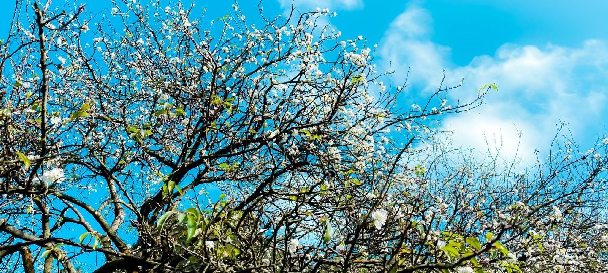 Đi du lịch Tây Bắc cùng Sinh Cafe