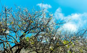 Đi du lịch Tây Bắc cùng Sinh Cafe