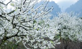 Ngắm hoa mận Mộc Châu - Đi du lịch theo mùa