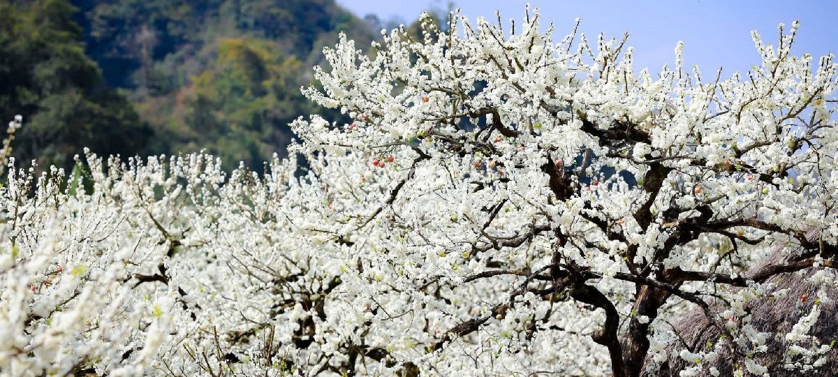 HÒA MÌNH VÀO NÚI RỪNG CÙNG TOUR ĐI TÂY BẮC – NGẮM HOA MẬN NỞ TRẮNG TINH KHÔI 1 Đặt tour đi Tây Bắc ngắm hoa mận nở cùng Thế Sinh Tourism - Ảnh sưu tầm