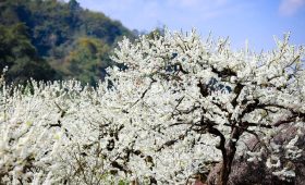 Đặt tour đi Tây Bắc ngắm hoa mận nở cùng Thế Sinh Tourism - Ảnh sưu tầm