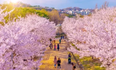 Hà Nội – Hàn Quốc 5N4Đ ( SEOUL-NAMI- EVERLAND –CÔNG VIÊN YEOUIDO)
