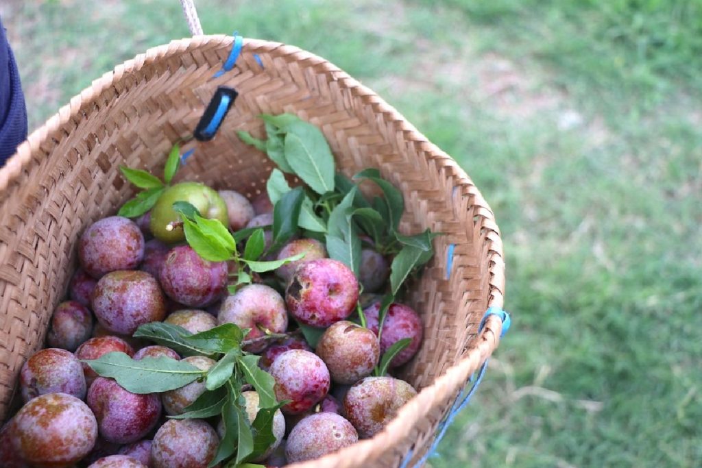 Du lịch Mộc Châu: Khám phá cao nguyên xanh giữa lòng Tây Bắc 4 Mùa mận Mộc Châu - Tour hái mận Mộc Châu - Ảnh sưu tầm