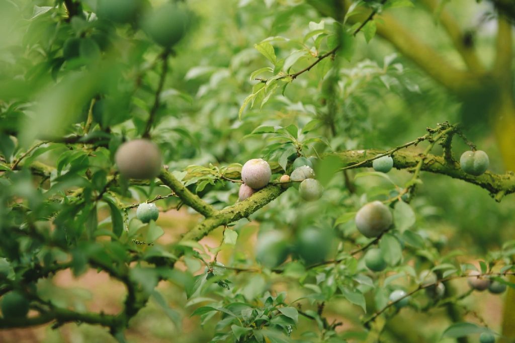 Du lịch Mộc Châu: Khám phá cao nguyên xanh giữa lòng Tây Bắc 3 tour hai man moc chau tour du lich moc chau sinh cafe travel the sinh tourist 003