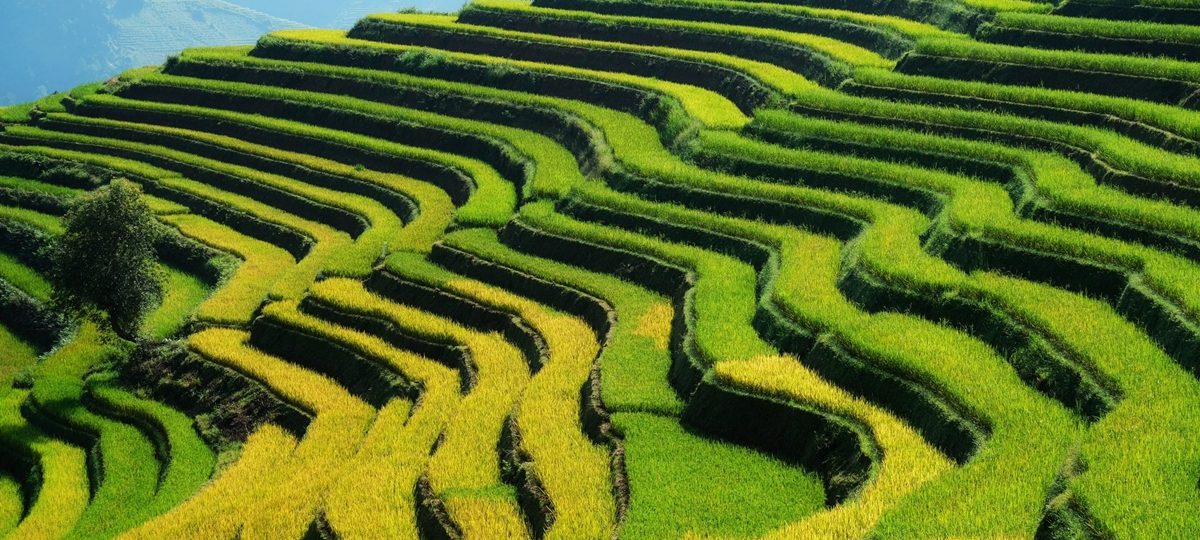 Ảnh sưu tầm - Tour đi Mù Cang Chải