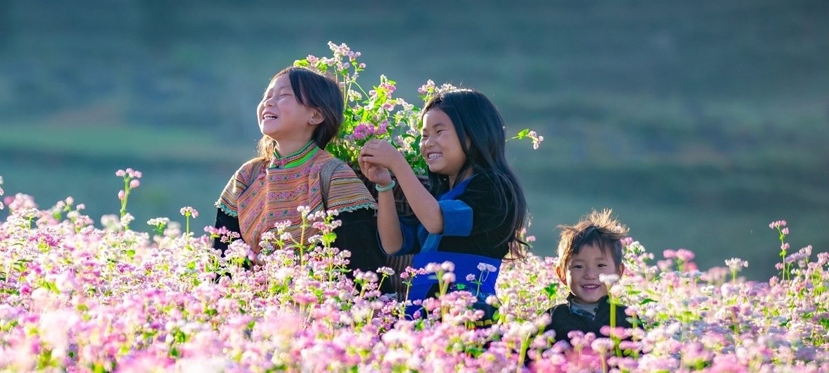 Khám Phá Hà Giang: Vẻ Đẹp Hùng Vĩ, Văn Hóa Độc Đáo và Lịch Trình Chuẩn Nhất 1 Ảnh sưu tầm - Hoa tam giác mạch Hà Giang