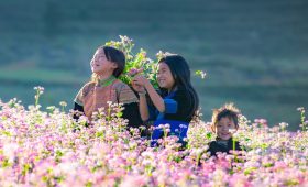 Ảnh sưu tầm - Hoa tam giác mạch Hà Giang