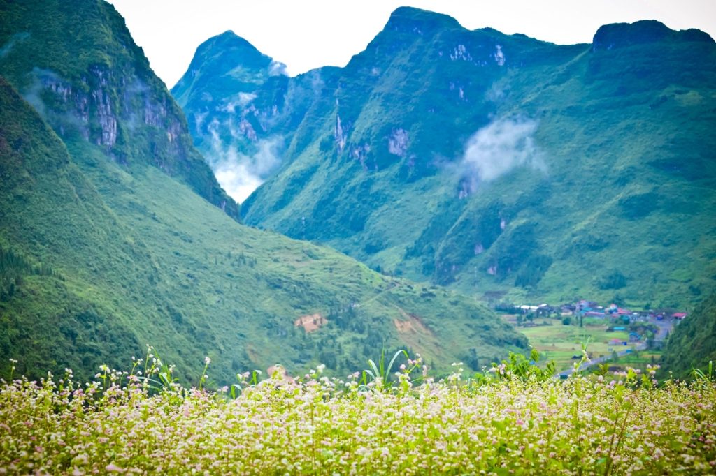 Mùa Hoa Tam Giác Mạch Hà Giang – Sắc Hồng Giữa Núi Rừng Đông Bắc 5 tour du lich ha giang the sinh tourist sinh cafe travel the sinh tourism 012 20251101