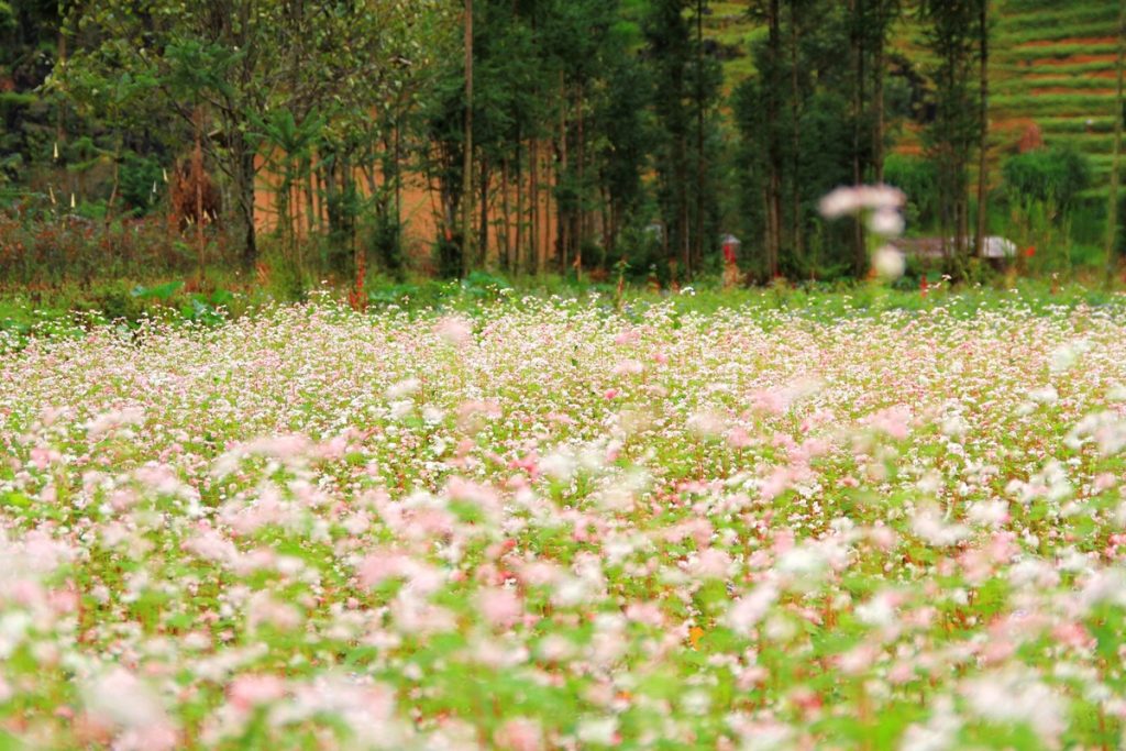 Mùa Hoa Tam Giác Mạch Hà Giang – Sắc Hồng Giữa Núi Rừng Đông Bắc 4 tour du lich ha giang the sinh tourist sinh cafe travel the sinh tourism 013 20251101