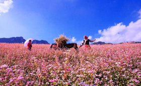 Du lịch Hà Giang - Ảnh sưu tầm